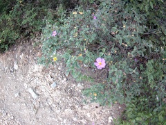 Cistus tauricus