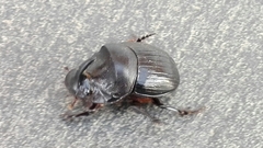 Copris hispanus hispanus