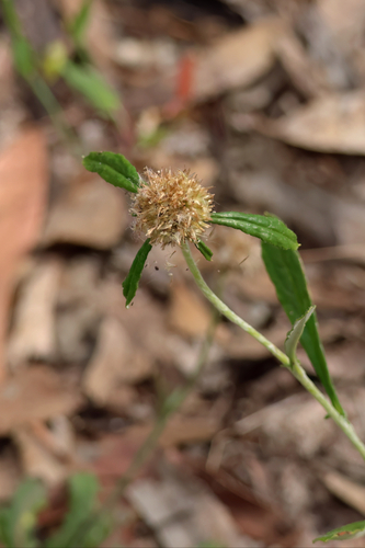 Euchiton sphaericus observed 2026-10-16