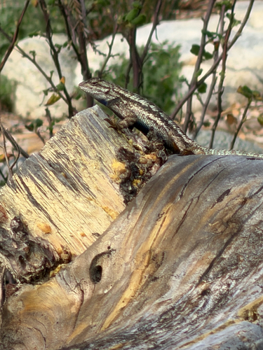 Western Fence Lizard observed by marleyjanssen