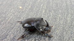 Copris hispanus hispanus