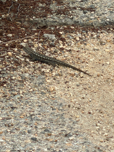 Western Fence Lizard observed by marleyjanssen