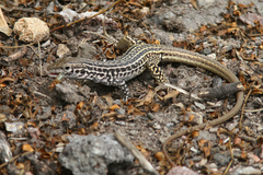 Aspidoscelis tesselatus
