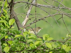 Acrocephalus dumetorum