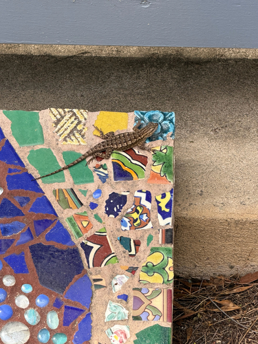 Western Fence Lizard observed by marleyjanssen