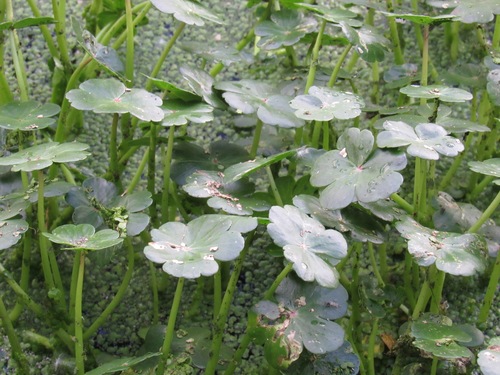 Hydrocotyle ranunculoides iNat (3)