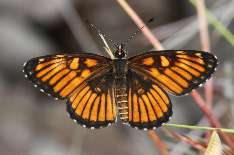 Chinati Checkerspot