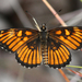 Chinati Checkerspot - Photo (c) Diana-Terry Hibbitts, some rights reserved (CC BY-NC), uploaded by Diana-Terry Hibbitts
