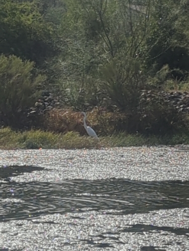 Great Egret observed by wvestal21