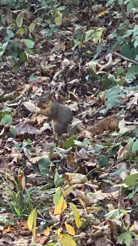Eastern Fox Squirrel observed by bradleyroy