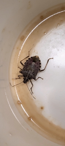 Brown Marmorated Stink Bug