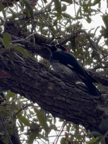 Acorn Woodpecker observed by marleyjanssen
