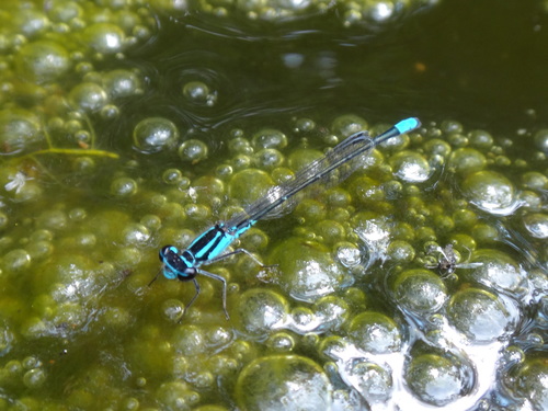 Skimming Bluet photo 4