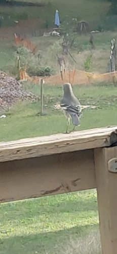 Northern Mockingbird observed by dawnotd14