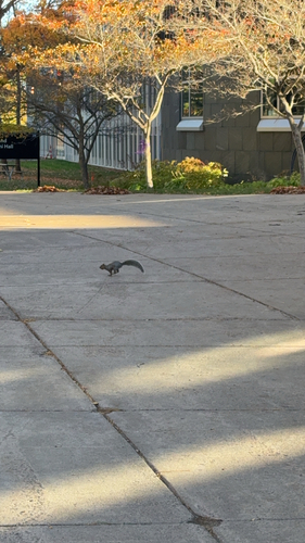 Eastern Gray Squirrel observed by herbergera