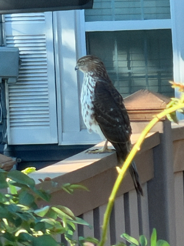 Cooper's Hawk observed by mpmayer