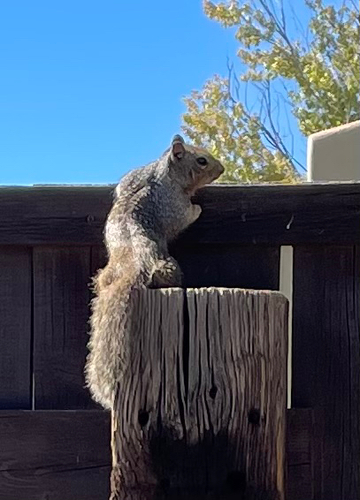 Rock Squirrel observed by birdybear