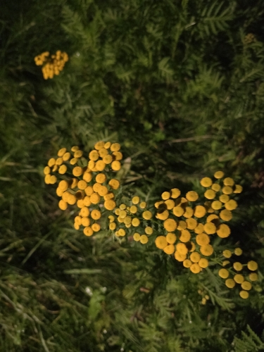 Common Tansy
