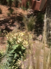 Myrsiniteae