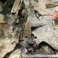 Dichomeris punctidiscellus