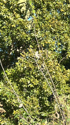 Northern Mockingbird observed by pat_mckenzie