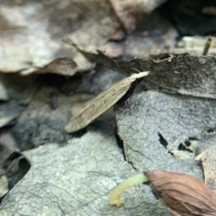 Dichomeris punctidiscellus