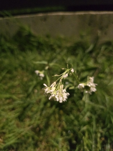 hoary alyssum