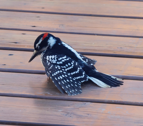 Hairy Woodpecker observed by benhartshorn