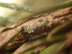 Fellhanera bouteillei