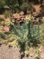 Myrsiniteae