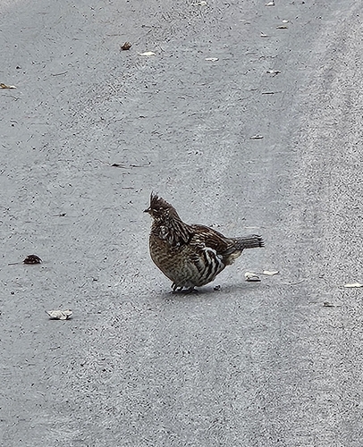 Ruffed Grouse observed by emmetbn