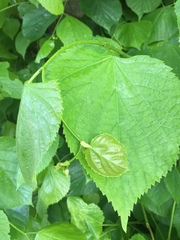 Tilia × europaea