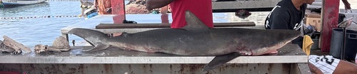 Carcharhinus falciformis observed 2026-10-17