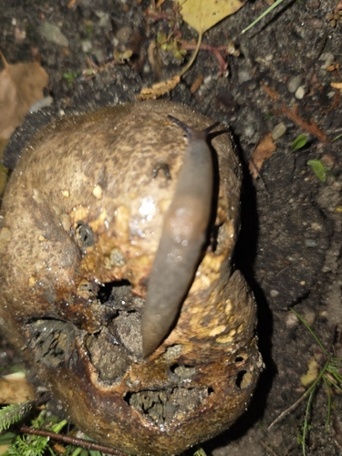 Black-headed Slug