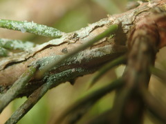 Fellhanera bouteillei