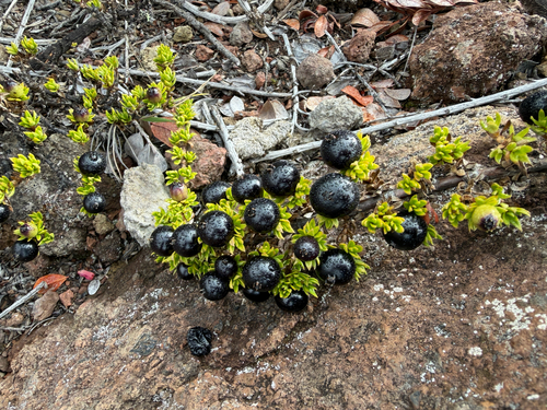Coprosma ernodeoides observed 2026-10-14