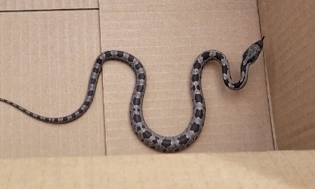 Central Ratsnake observed by flyswatter65