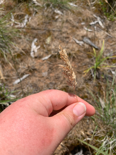 Poa bulbosa observed 2026-10-17