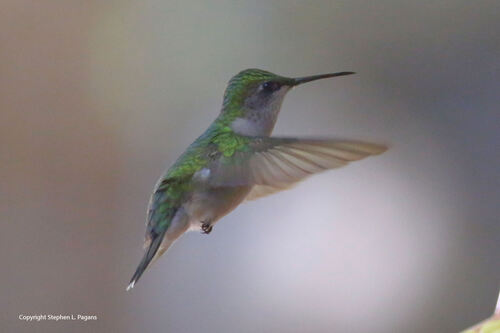 Ruby-throated Hummingbird observed by stephen4-7pagans