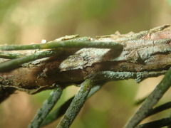 Fellhanera bouteillei