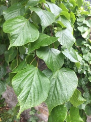 Tilia × europaea