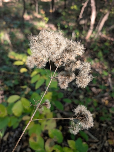 Eutrochium purpureum, 2026-10-17