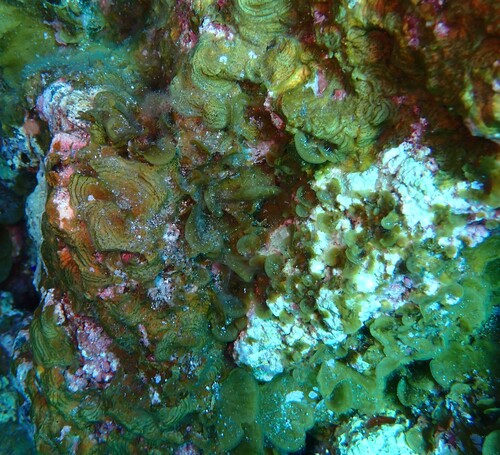Lobophora observed 2026-10-10