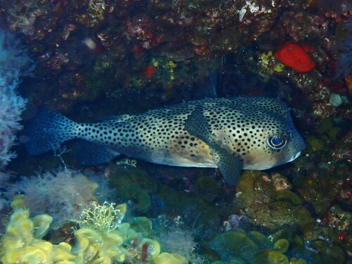 Chilomycterus reticulatus observed 2026-10-10