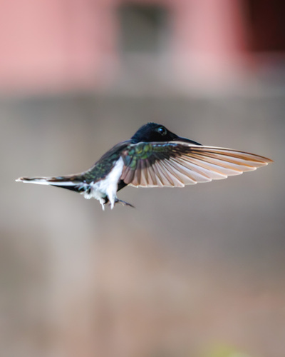 Black Jacobin