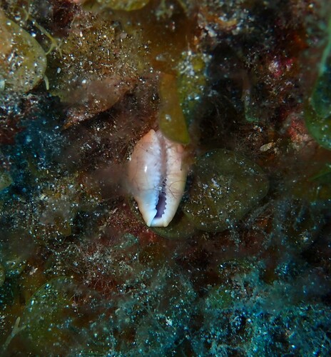 Naria spurca observed 2026-10-10