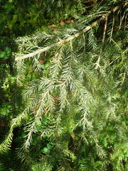 Fellhanera bouteillei