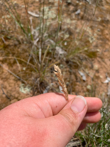 Poa bulbosa observed 2026-10-17