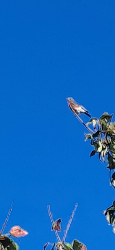 Eastern Bluebird observed by zechbythesea