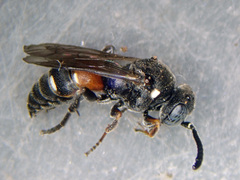 Nysson dimidiatus